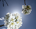 Orchard Blossom 103